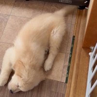 天使のようなブランくん3
