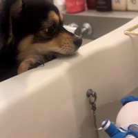 じーっと見つめています