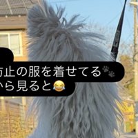 犬のしっぽ
