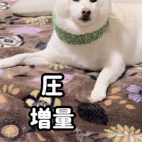 さらにガン見して圧をかける柴犬