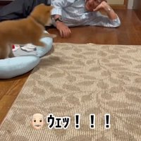 遊ぶ犬3