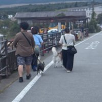 散歩する犬たちの後ろ姿