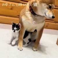 こむぎちゃんにべったりのぱんくん