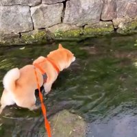 水路に入るわらびちゃん
