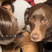 心配そうにカメラの向こうのお母さん見つめるラブラドール