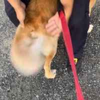 パパに甘える犬