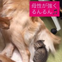 ゴールデンレトリバーのどるちゃん！！