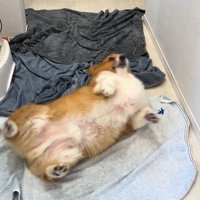 お風呂上がりのロイくん6