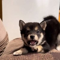 威嚇が怖くないあられちゃん