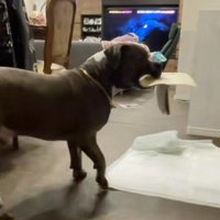 「追いかけてみな！！」