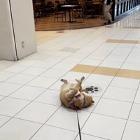 駄々っ子の茶々麻呂之介くん