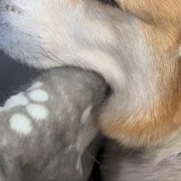 動物病院
