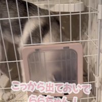 扉の近くにいる犬