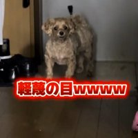 玄関から女性をジッと見つめる犬