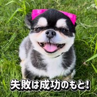 チワワ三兄弟のための購入品紹介⑩