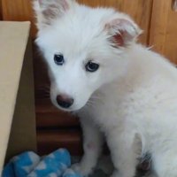 カメラを見つめる白い子犬