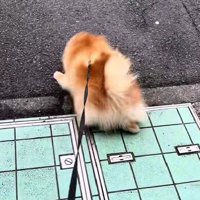 全力で逃亡を試みるも…