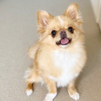 とっても可愛いハナちゃん