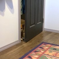 呼んでもこないツンデレさん♡