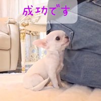 くっついたルミちゃん