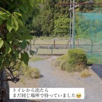 木の陰からフェンスを見つめる犬