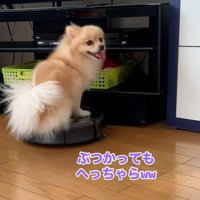 へっちゃらなきなこちゃん