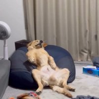 疲れ切ったロキくん