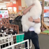 抱っこされる犬