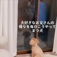 飼い主の帰りを待つ小型犬