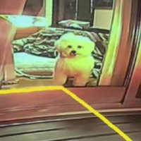 愛犬のむにちゃん！！