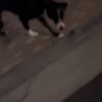 振り返る犬