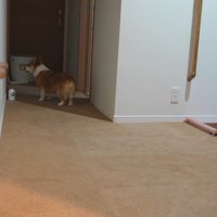 お兄ちゃんの部屋を見に行って…
