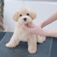 トリミングされてぬいぐるみのような姿になった犬