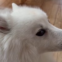 ぽてちちゃんを撮影したら…