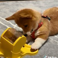 おやつを見るむぎちゃん