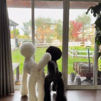 3頭のスタンダードプードル