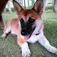 0歳の時のお兄ちゃん犬