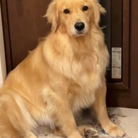 カメラ目線で訴える犬