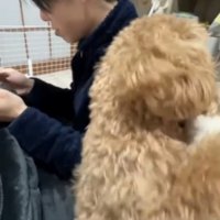 立ち上がる犬