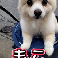 ドッグカートでお散歩する犬