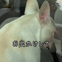 窓に背を向ける犬