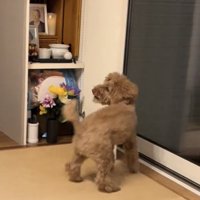仏壇の前でしっぽを振る犬