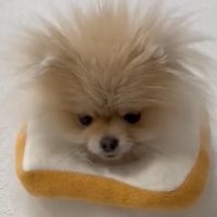絶望する犬の顔