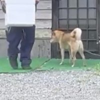 下を向く犬