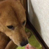 愛情を与え続けた