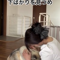 人に撫でられながらうつむく犬