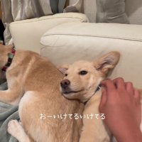 手前にいる犬を撫でる女性