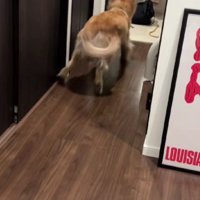 全力ダッシュでお出迎え