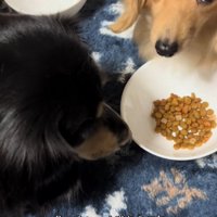 飼い主を見上げる茶色い犬