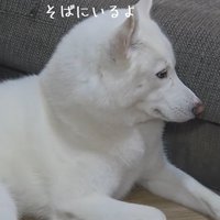 赤ちゃんに寄り添う大型犬
